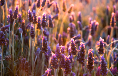 Benefits of Lavender