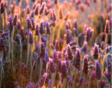 Benefits of Lavender