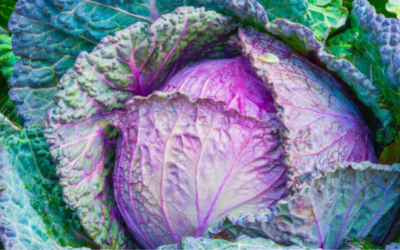 The Healing Power of Cabbage: How It Can Improve Your Well-being