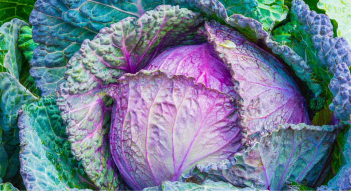 The Healing Power of Cabbage: How It Can Improve Your Well-being